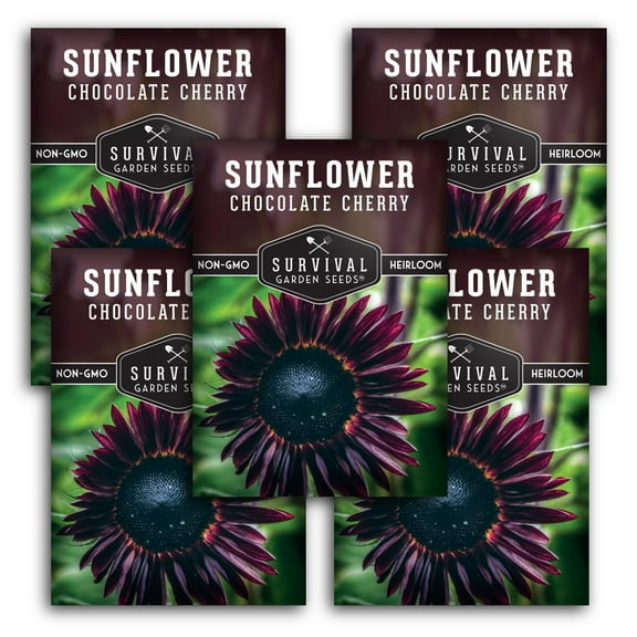 5 packs of Chocolate Cherry Sunflower Seeds - Heirloom Full Sun Annual Flower