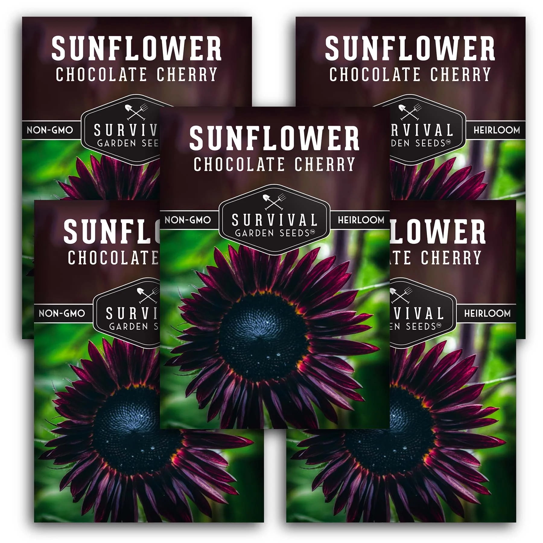 5 Packs of Chocolate Cherry Sunflower Seeds NonGMO Heirloom Full Sun