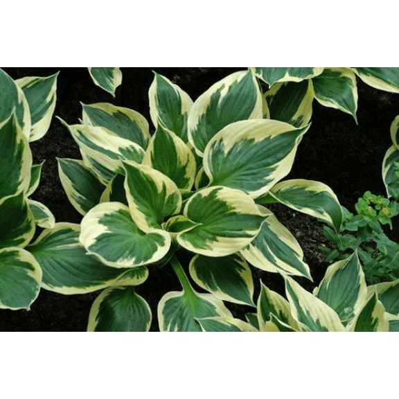 5 Patriot Hosta Bareroot Plants