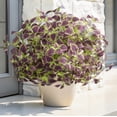 thumbnail image 1 of 5 Pcs Artificial Greenery Plants Outdoor, Brown Faux Coleus Plants UV Resistant Silk Plants with Stems, Fake Plants for Outside Garden Patio Hanging Planter Pathway Decoration, 1 of 8