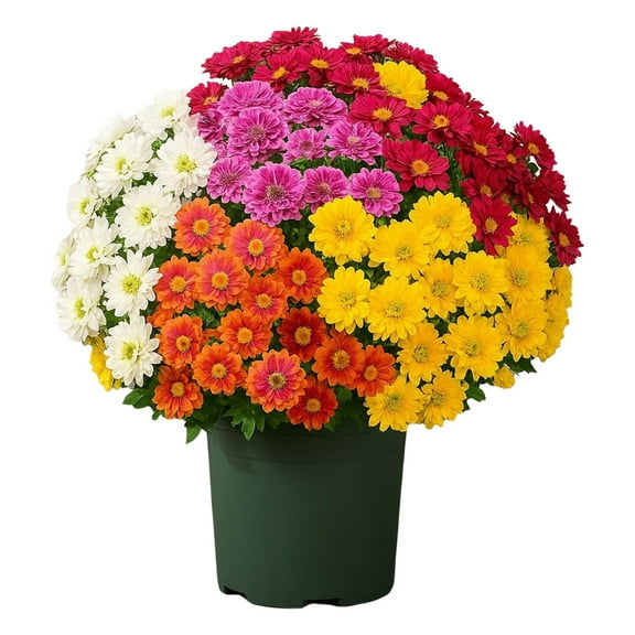 5 Pcs Artificial Sunset Mums, Artificial Outdoor Sunset Mums Flowers, Faux Mums UV Resistant Realistic Fake Fall Flowers Outside for Garden Planter Porch Home Autumn Decor