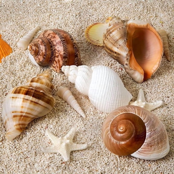 5 Pcs Large Hermit Crab Shells, Natural Turbo Conch Shells, 2.8-3.9 Inch Shell Size, 1.5-2.7 Inch Opening Size, Perfect Replacement Shells for Medium Large Hermit Crab, Aquarium Beach DIY Decoration