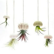 5 Pcs Natural Sea Urchin Shell Specimen,Decorative Hanging Air Plant Pot,Creative Household Air Flowerpot,Sea Urchin Shell for DIY Projects,Exquisite&Beautiful Shell for Theme Party Decors