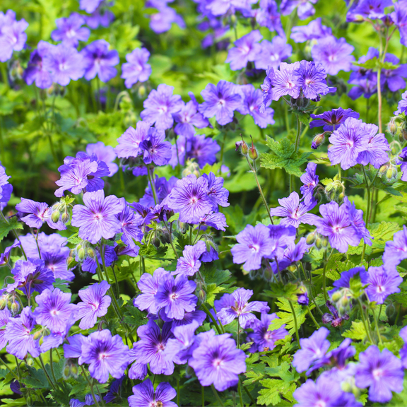 5 Pcs Purple Wild Geranium Plants Roots, Perennial Geranium Flowers, Zones 3 to 8, Dormant Flower