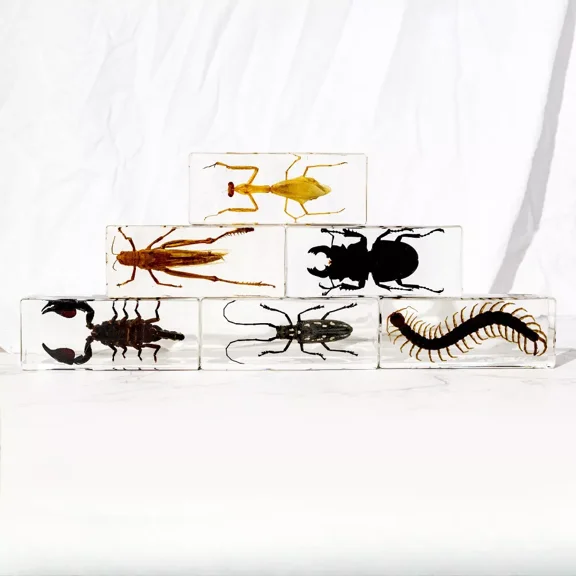 5 Pcs Real Resin Insect Specimens Real Scorpion Centipede Desktop Crafts