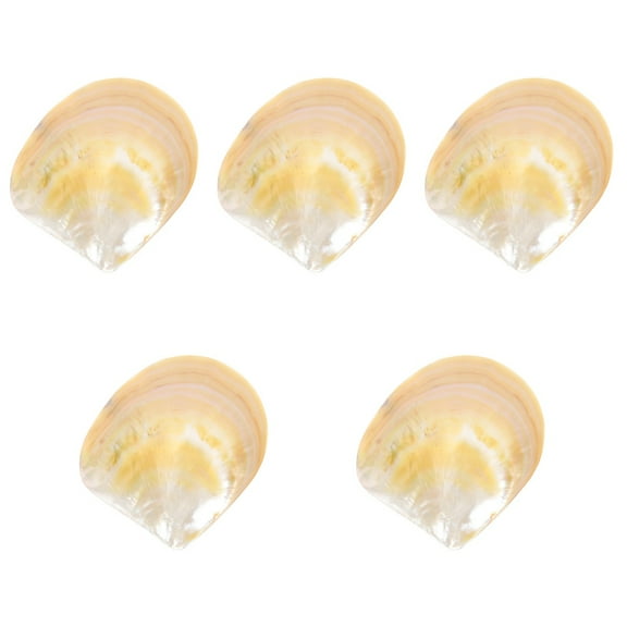 5 Pieces Display Conch Seashell Caviar Dish Dessert Plate Serving