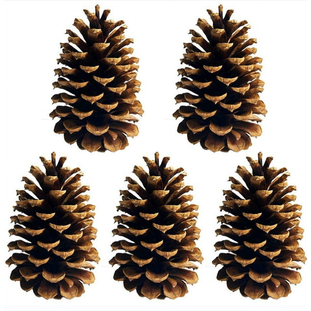 5 PineCones 4" to 6” Tall Bulk Package All Natural, Bug Free, and