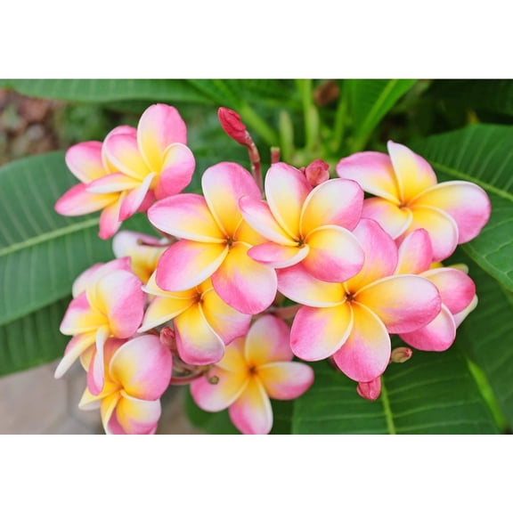 10 Pink White Yellow Plumeria Seeds  Fragrant Frangipani Tropical Flower Tree  Perennial Plant for Garden or Containers