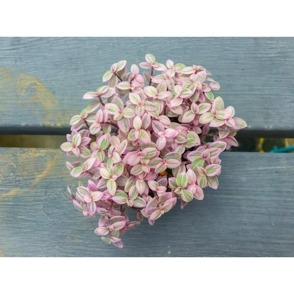 5 Pink Lady Succulent Plant Cuttings (Unrooted) - Callisia Repens - 4-5 Inches Long