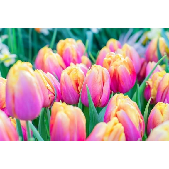 5 Pink Passion Tulip Bulbs for Planting - Easy to Grow Perennial Tulips