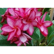 5 Bright Pink Plumeria Seeds   Fragrant Frangipani Tropical Flower Seeds   Exotic Garden or Container Plant