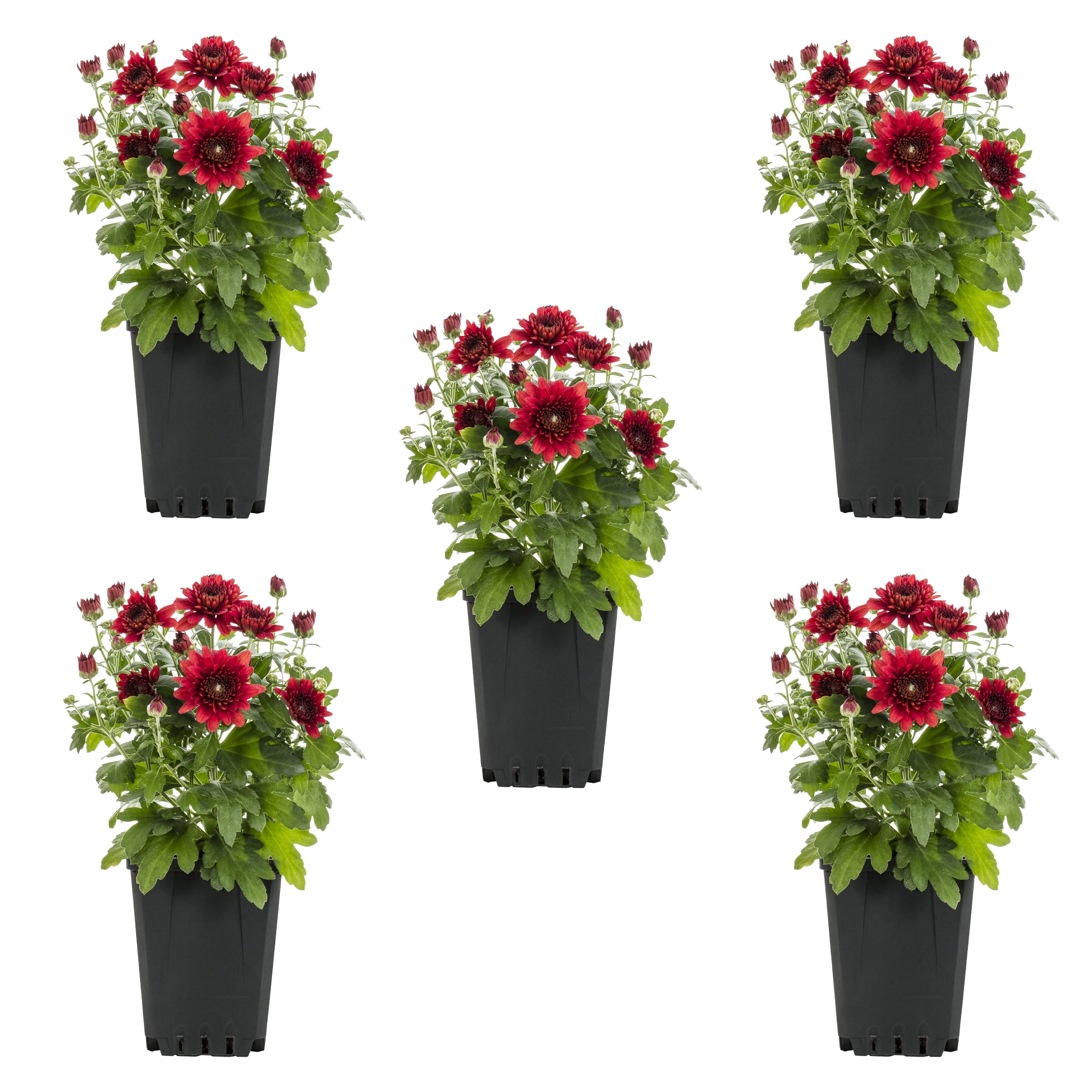 Expert Gardener 8" Red Garden Mum Live Plants in Grower Pots (5 Count)