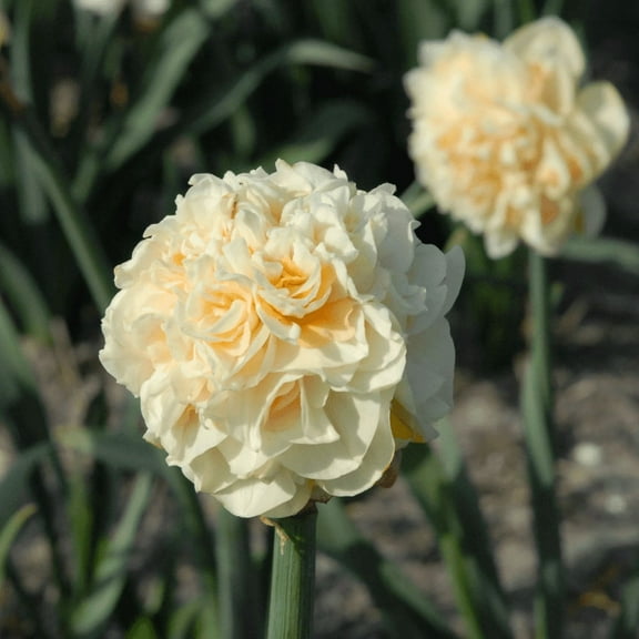 5 Pompom Rose Double Daffodil Bulbs, Narcissus Bulbs for Outdoor Planting