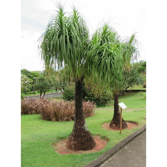 5 Ponytail Palm Seeds for Planting - Beaucarnea Recurvata - Excellent Indoor Plant