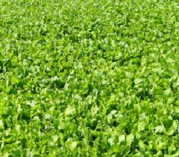 5 Pounds Buckbuster Forage Rape Food Plot Seeds For Deer And Other 5-pounds-buckbuster-forage-rape-food-plot-seeds-for-deer-and-other