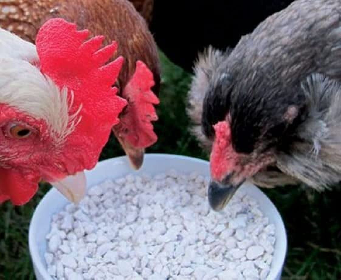 CZ Grain Calcium and Crushed Oyster Shells Grit Feed for Chickens and Ducks 5 Pounds