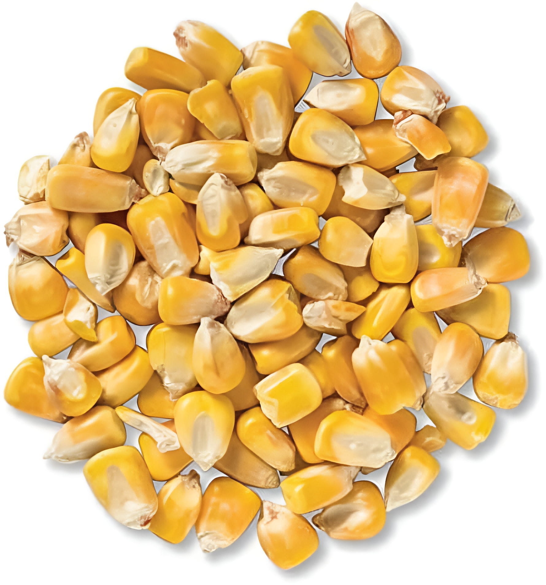5 Pounds Deer Corn | Deer, Squirrels, Ducks Love It. Sprouts Well