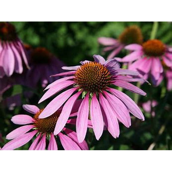 5 Purple Coneflower Plants (3.25" Pots), Perennial, Full-Part Sun