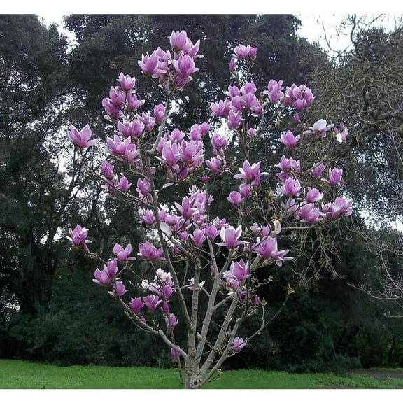 Green River 5  Purple Magnolia Seeds - Premium Magnolia Flower Seeds for Planting, Fragrant Spring Bloom Tree for Cottage Gardens & Landscaping, Rare Magnolia Tree Seeds, Ornamental Decor