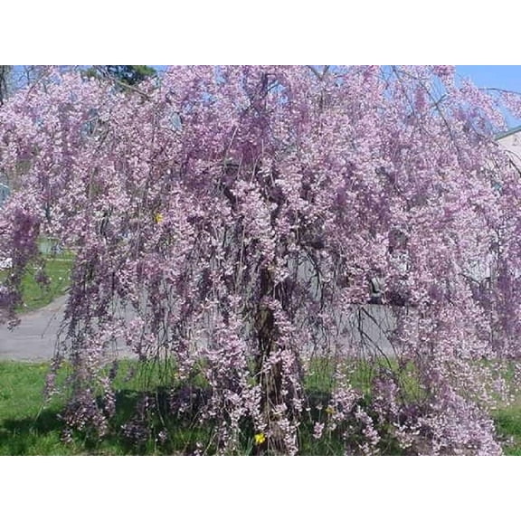 5 Purple Willow Seeds Weeping Ornamental Landscape Tree Fast Growing Perennial Garden Tree