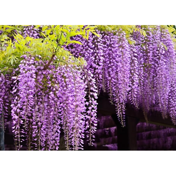 5 Purple Wisteria Vine Plants - Approx 12" Tall Live Plants - Amazing Purple Blooms, Grows as a Vine or A Tree