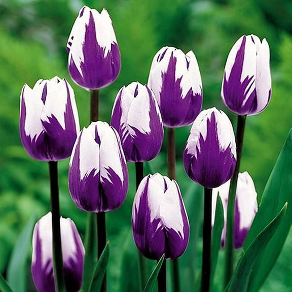 5 Purple and White Tulip Bulbs for Planting - Easy to Grow - Made in USA, Ships from Iowa
