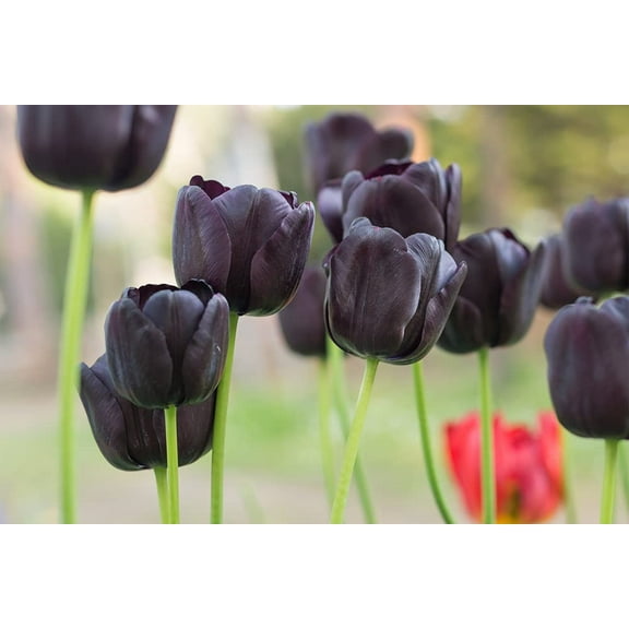 5 Queen of The Night Tulip Bulbs for Planting - Easy to Grow - Grow Rare Black Tulips - Made in USA, Ships from Iowa