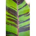 thumbnail image 1 of 5 RED TIGER BANANA Hardy Musa Sikkimensis Bengal Flowering Darjeeling Sikkim Fruit Tree Seeds, 1 of 5