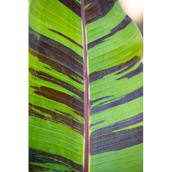 5 RED TIGER BANANA Hardy Musa Sikkimensis Bengal Flowering Darjeeling Sikkim Fruit Tree Seeds