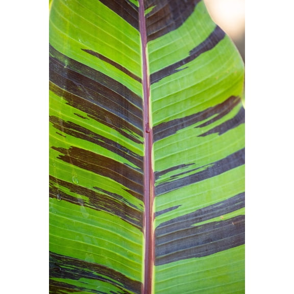 5 RED TIGER BANANA Hardy Musa Sikkimensis Bengal Flowering Darjeeling Sikkim Fruit Tree Seeds