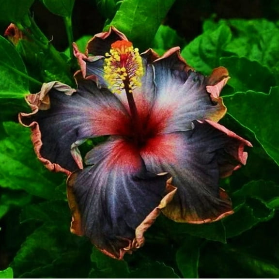 5 Rare Black Hibiscus Seeds for Planting - Rare Black Hibiscus Flower Plant Perennial Flowering Shrub Outdoor Indoor Garden