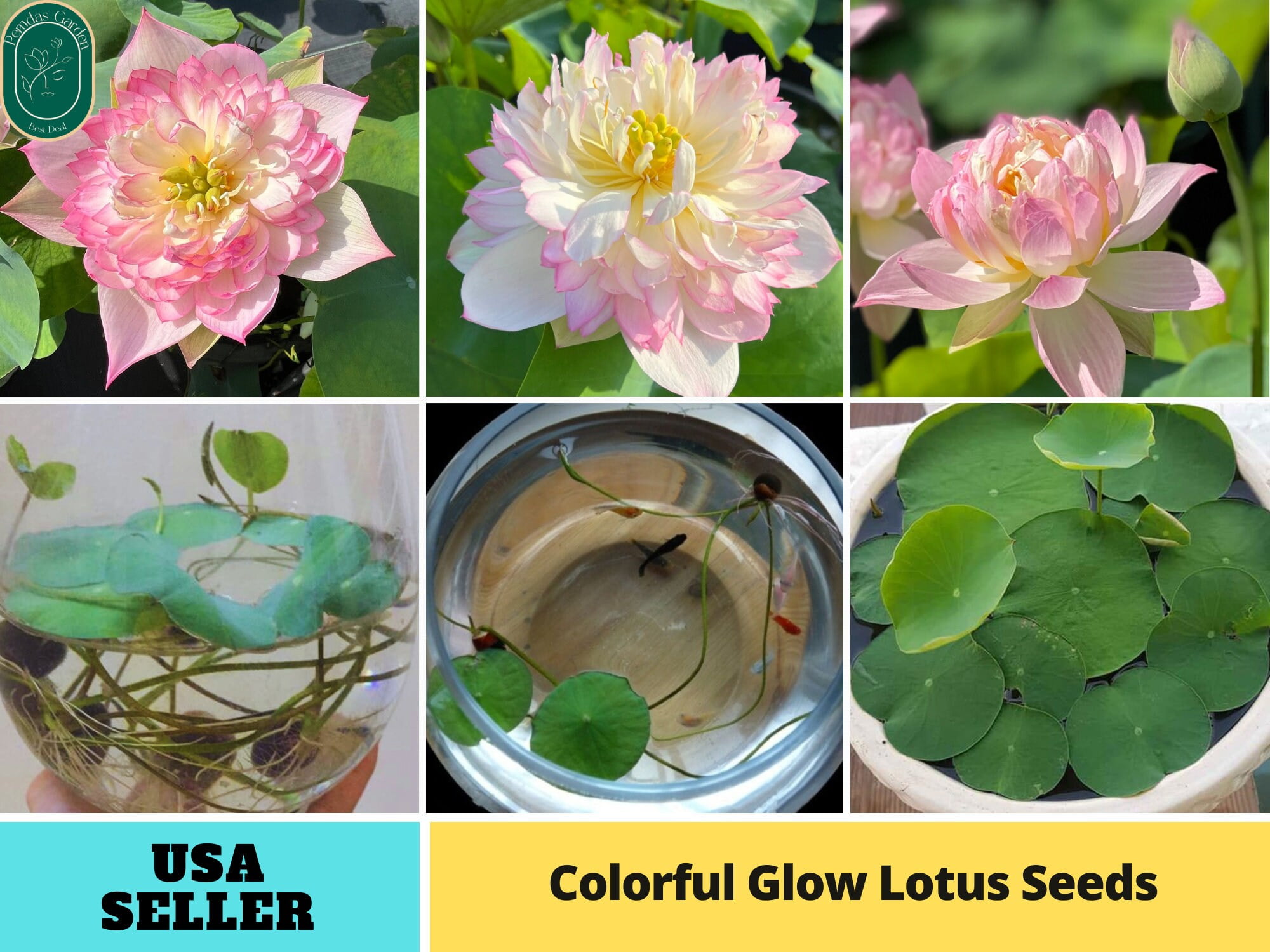 Mini Lotus Seeds