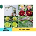 thumbnail image 1 of 5 Rare Seeds| Mix Lotus Seeds - Indian Lotus (Nelumbo nucifera) Seeds - Flower Seeds - B3G1 #Q069, 1 of 5
