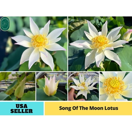 5 Rare Seeds| Song Of The Moon Lotus Seeds - Indian Lotus (Nelumbo nucifera) Seeds - Flower Seeds - B3G1 #Q030