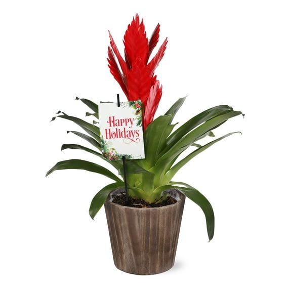 5" Red Bromeliad Vriesea in Wilson Brown Planter – Happy Holidays