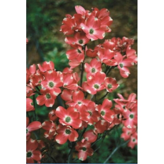 5 Red Pygmy Dogwood Seeds Tree Flowering