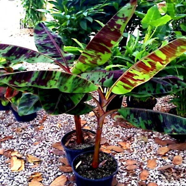 5 Red Tiger Darjeeling Banana Plant Tree Seeds (Musa sikkimensis) Hardy