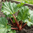 thumbnail image 1 of 5 Rhubarb Bare Roots for Planting, Hardy Perennial Vegetable Plants, Outdoor Garden Rhubarb, 1 of 6