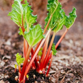 thumbnail image 1 of 5 Rhubarb Roots for Planting, Bare Root Rhubarb Crowns, Hardy Perennial Vegetable Plants for Outdoor Garden Growing, 1 of 6