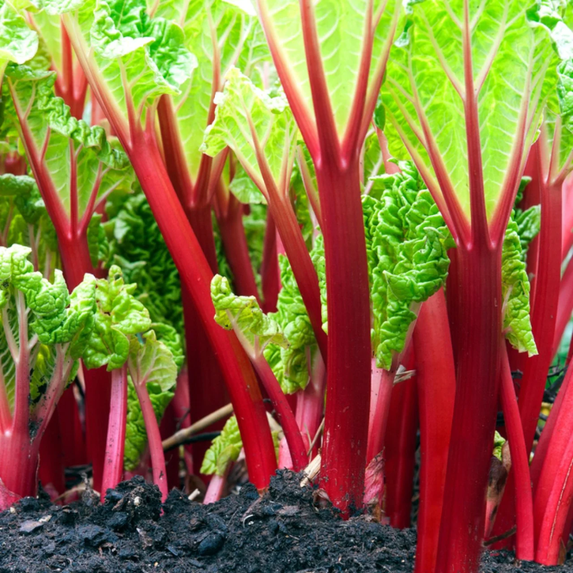 5 Rhubarb Roots for Planting, Bare Root Rhubarb Plants, Perennial Vegetable for Outdoor Garden