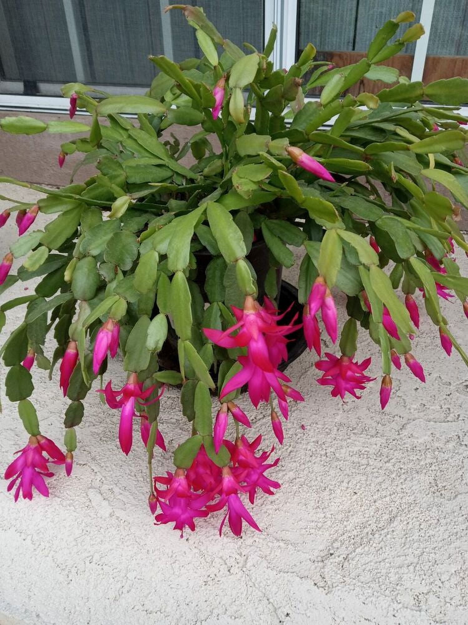 5 Rooted True Christmas Cactus Pink Schlumbergera Zygocactus Ready to