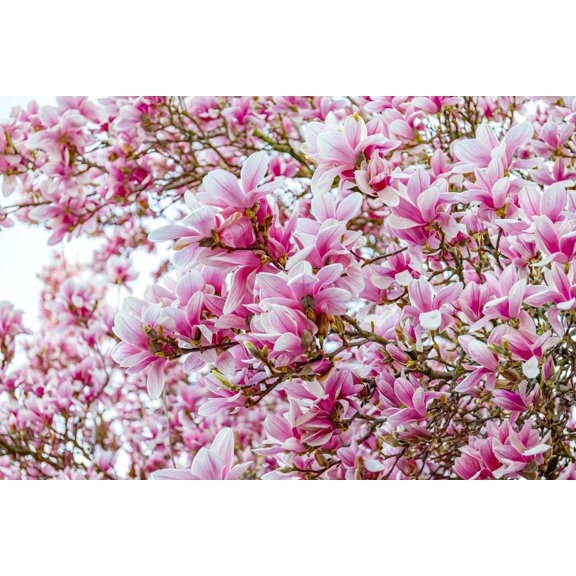 5 SAUCER MAGNOLIA x Soulangeana Denudata Liliiflora 5 - 10" Pink White Flower Tulip Tree Seeds