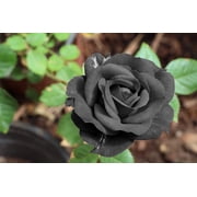 5 * SEEDS * BLACK ROSE Rosa Bush Shrub Perennial Flower Seeds