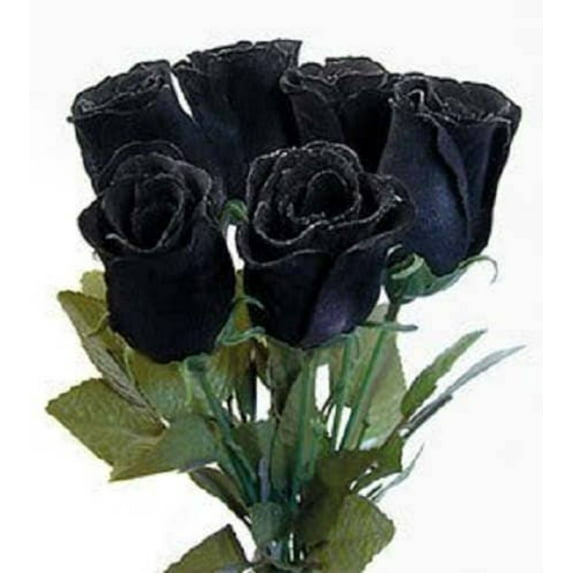 Seedville Black Rose Seeds Rosa Bush Perennial Flower with Dark Maroon ...