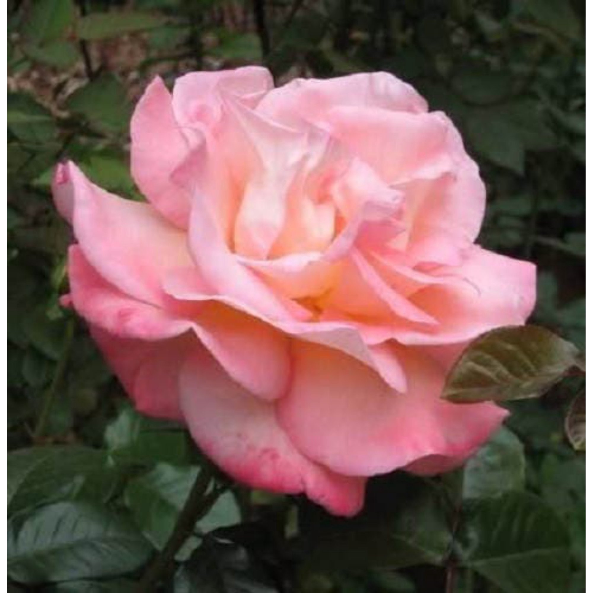 Seedville Pink Rose Flower Seed