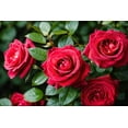 thumbnail image 1 of 5 * SEEDS * RED ROSE Rosa Bush Shrub Perennial Flower Seeds, 1 of 8