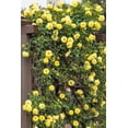 thumbnail image 1 of 5 * SEEDS * YELLOW CLIMBING ROSE Rosa Bush Vine Climber Fragrant Butterfly Flower Seeds, 1 of 10