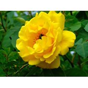 5 * SEEDS * YELLOW ROSE Rosa Bush Shrub Perennial Flower Seeds