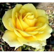 5 * SEEDS * YELLOW ROSE Rosa Bush Shrub Perennial Flower Seeds