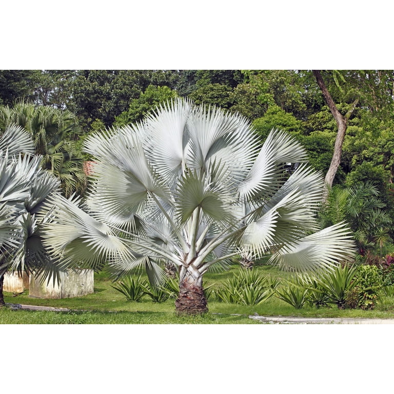 5 SILVER SAW PALMETTO Serenoa Repens American Dwarf Palm 5 SILVER SAW PALMETTO Serenoa Repens American Dwarf Palm